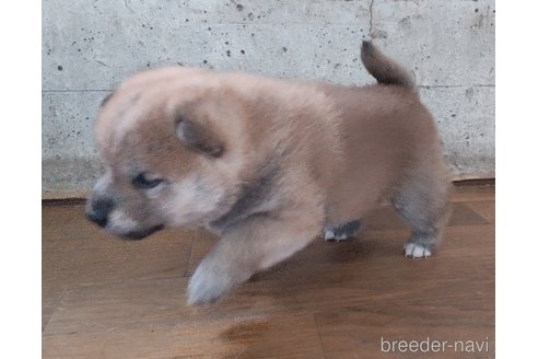 成約済の秋田県の柴犬-316952の4枚目
